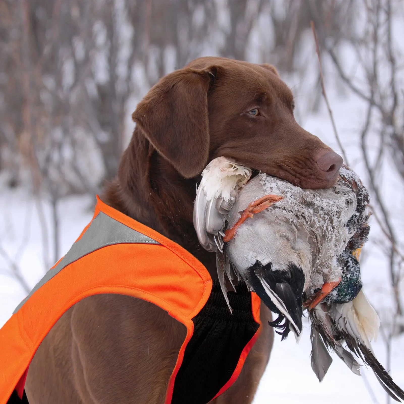 Insulated Dog winter Vest for hunting